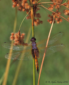 Miathyria marcella, male